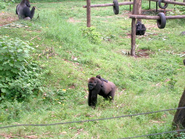 gorillas in africa sanctuary