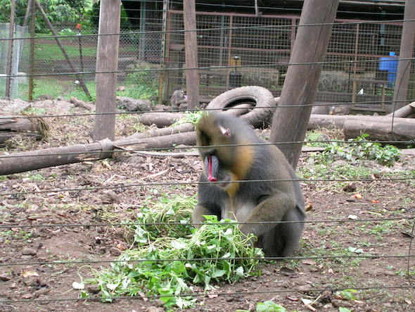 mandrill in africa sanctuary
