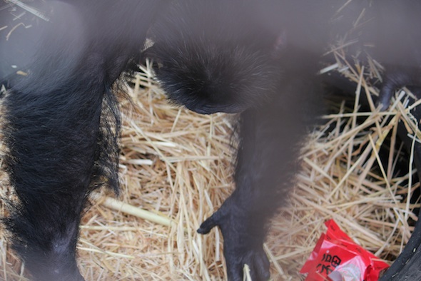 web_Burrito_forage_straw_GH_LNY_jb_IMG_8336