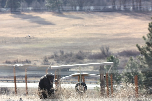 web_Missy_YH_farm_in_background_jb_IMG_7255