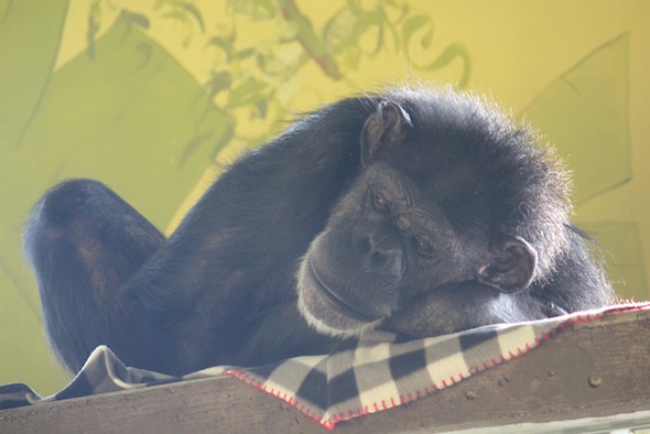web_annie_lie_on_catwalk_snoozy_kd_IMG_7722