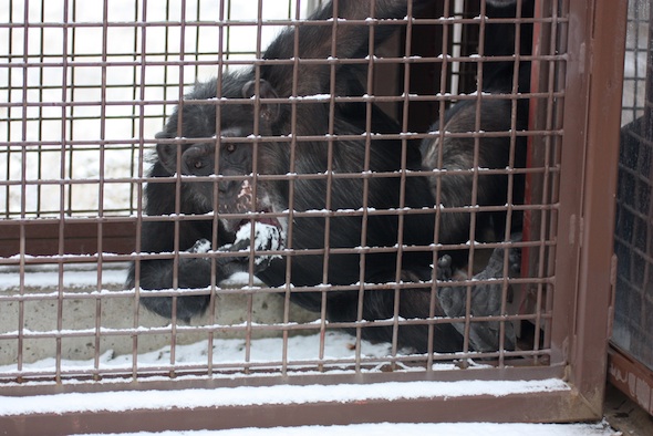 web_missy_hang_on_fencing_eat_snow_YH_raceway_dm_IMG_6990