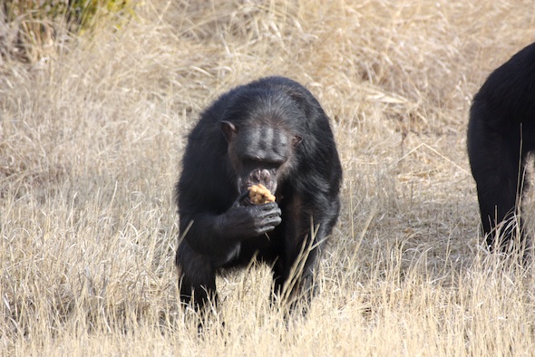 web_negra_forage_chow_YH_jb_IMG_7050