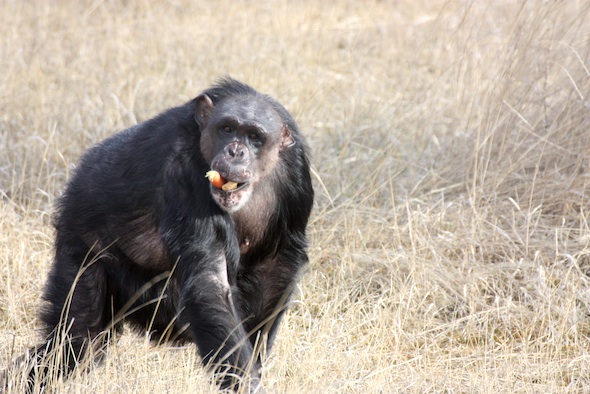 web_negra_mouthful_forage_YH_jb_IMG_7063