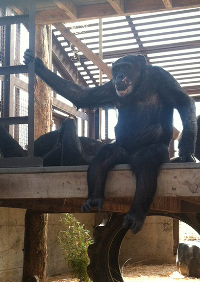 Missy sit platform