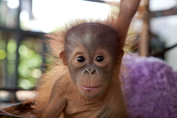 OrangutanOutreach-IAR-rickina