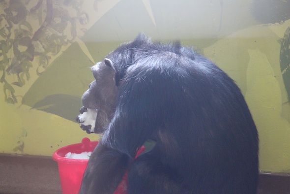 web_Annie_profile_eat_snow_bucket_mouth_PR_ls_IMG_8646