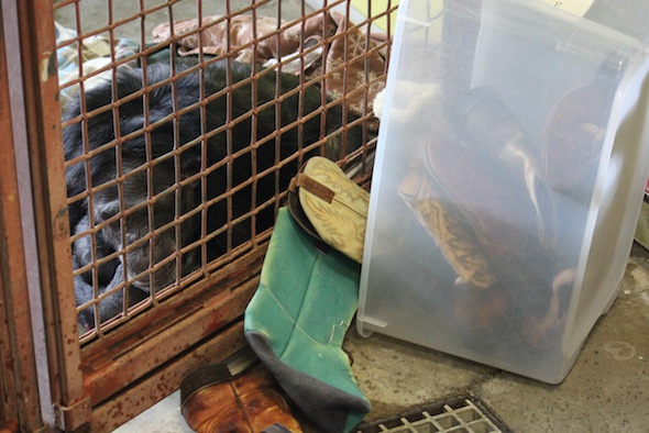 web_Jamie_boot_nest_above_PR_ls_IMG_9161
