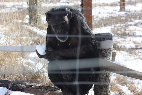 web_Jody_sit_log_eat_snow_kd_IMG_7536
