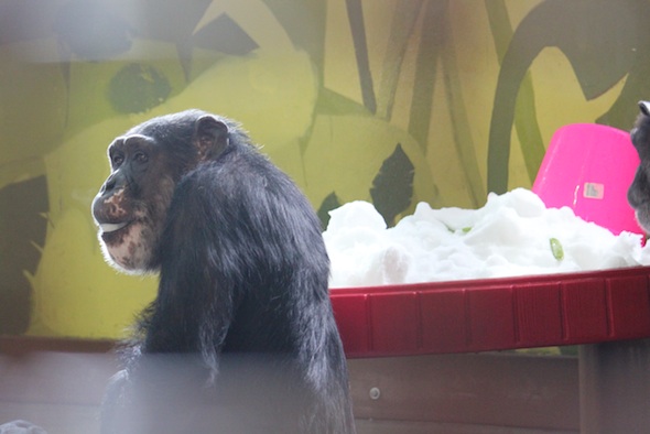 web_Missy_eat_snow_table_forage_PR_ls_IMG_8552
