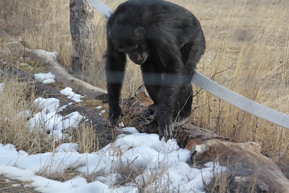 web_Missy_on_log_bridge_pick_up_snow_YH_ek_IMG_8781