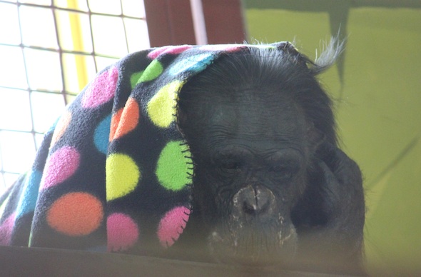 web_Negra_close_blanket_PR_ls_IMG_8475