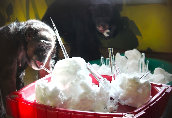 web_jody_eat_icicle_forage_pr_dm_IMG_9197