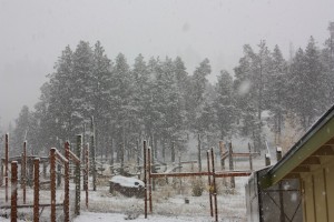snowfall