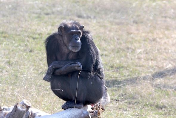 web_Annie_sit_on_logs_YH_look_toward_camera_ls_IMG_0181