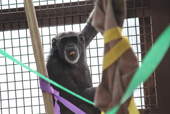 web_Foxie_mardi_gras_forage_chow_in_mouth_cling_on_cage_GH_ls_IMG_9407
