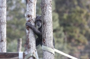 Jody climbing