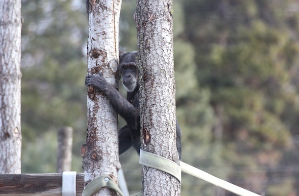Jody climbing