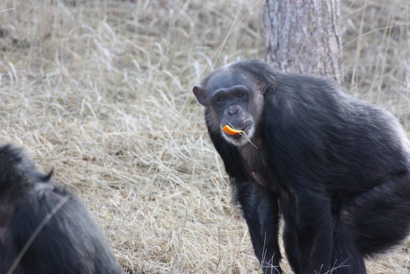 web_Negra_YH_orange_in_mouth_(jb)_IMG_7787
