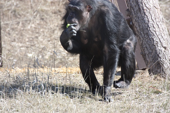 web_Negra_walk_stuff_food_in_mouth_lunch_forage_YH_ek_IMG_8021