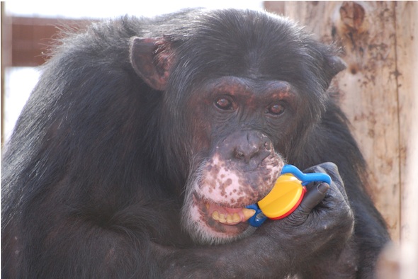 web_burrito_toy_in_mouth