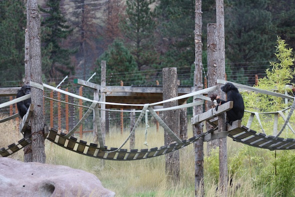 web_foxie_missy_sit_dora_shaky_bridge_bamboo_fall_yh_IMG_5002