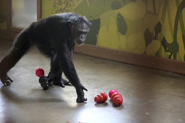 web_jamie_hoard_carry_kongs_connected_forage_PR_dm_IMG_9250
