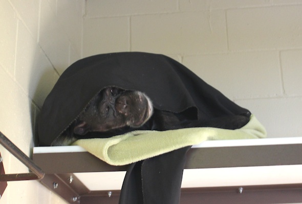 web Negra nest under blanket bench FR 3 MG_9082