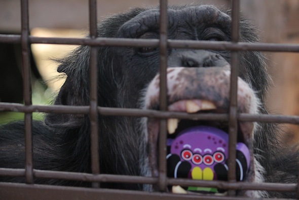 web_Burrito_toy_mouth_caging_dg_IMG_0036