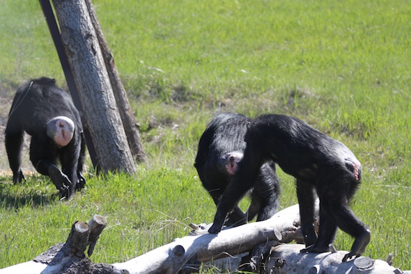 web_Chimps_forage_YH_jb_IMG_8935
