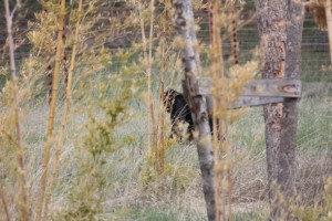 Foxie behind bamboo