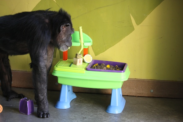 web_annie_investigate_garden_table_dm_IMG_8883