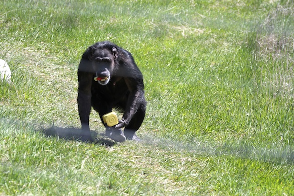 web_jody_carry_kong_enrichment_forage_YH_dm_IMG_9064