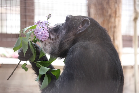 web_missy_eat_lilacs_kd_IMG_8826
