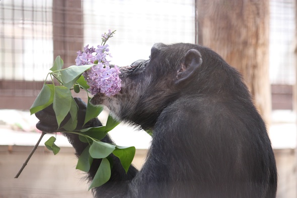 web_missy_vacuum_lilacs_kd_IMG_8825