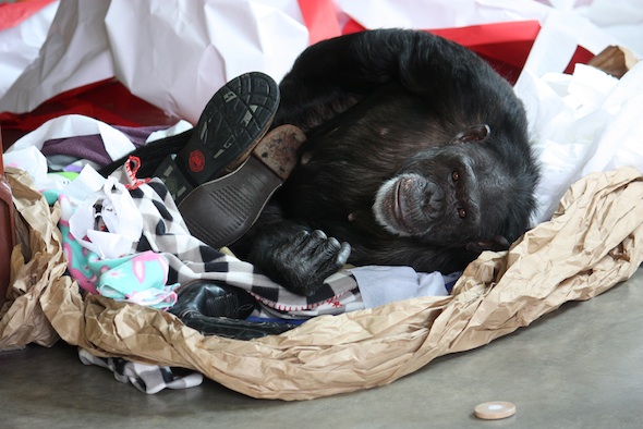 web_Jamie_lie_in_huge_nest_paper_blankets_boots_look_at_camera_PR_ek_IMG_8997