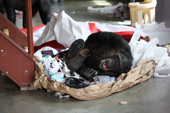 web_Jamie_lie_in_huge_nest_paper_blankets_boots_yawn_look_at_camera_PR_ek_IMG_8995