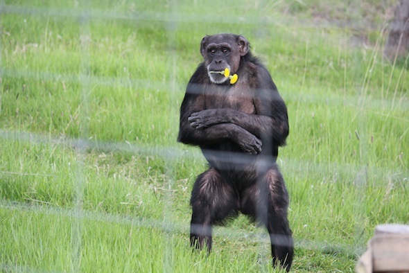 web_Jody_bipedal_alert_flowers_in_mouth_green_grass_YH_ek_IMG_9140