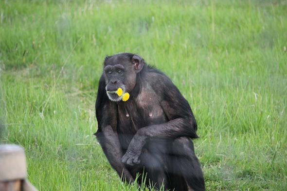 web_Jody_sit_flowers_in_mouth_green_grass_YH_ek_IMG_9135