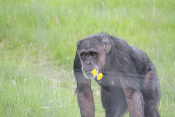 web_Jody_stand_flowers_in_mouth_green_grass_YH_ek_IMG_9130