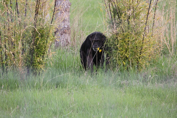 web_Jody_stand_in_bamboo_jungle_flowers_in_mouth_green_grass_YH_ek_IMG_9122