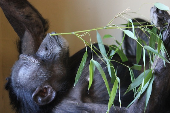 web_Jody_with_bamboo_harvested_from_YH_FR_4_ek_IMG_9602