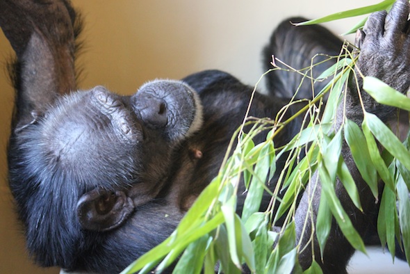 web_Jody_with_bamboo_harvested_from_YH_FR_4_ek_IMG_9603