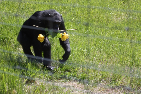 web_Missy_carry_mouthful_roses_YH_ls_IMG_9290