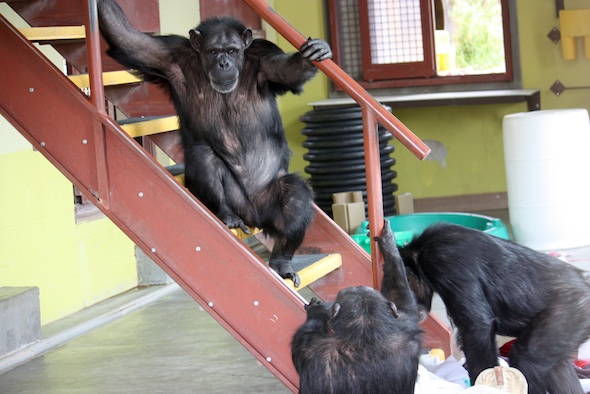 web_annie_missy_play_stairs_jamie_paper_nest_boots_enrichment_PR_ek_IMG_8983