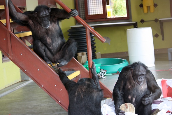 web_annie_missy_play_stairs_jamie_paper_nest_boots_enrichment_PR_ek_IMG_8984