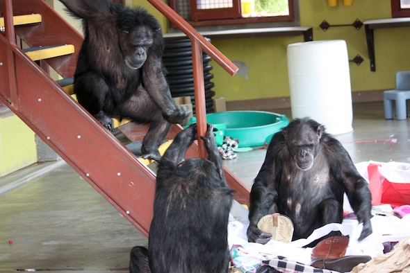 web_annie_missy_play_stairs_jamie_paper_nest_boots_enrichment_PR_ek_IMG_8986
