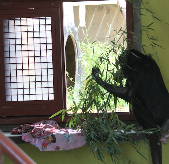 web_cropped_Jody_with_giant_bamboo_shoot_harvested_from_YH_PR_ek_IMG_9639