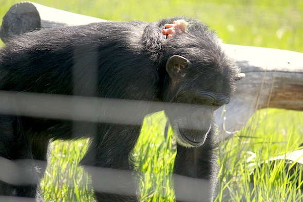 web_foxie_forage_yh_up_close_kd_IMG_9358