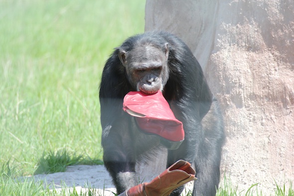 web_jamie carry boots enrichment yh treat rock IMG_2342